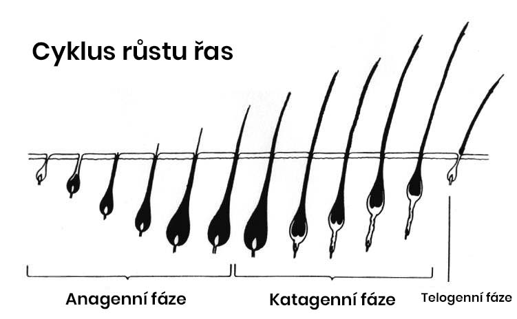 cyklus růstu řas